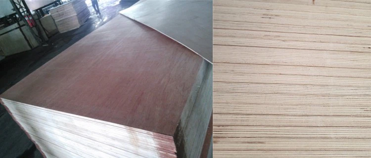 Bintangor Stacking1 221213